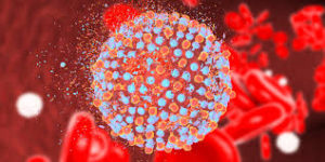 hepC
